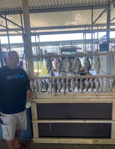 5 Murray cod, Crappie, and Crappie fish caught in Forney