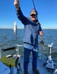 2 hardhead sea catfish, fishing in Forney