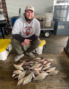 3 striped bass and wiper (hybrid striped bass) fish caught in TX