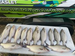 Wiper, striped bass, and other fish caught in TX