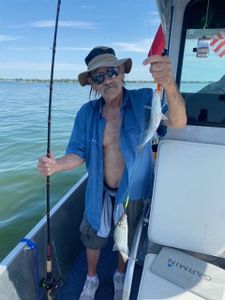 Two picked dogfish, 10-inch fish caught in TX