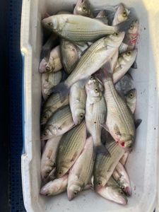 Six white bass fish caught in TX