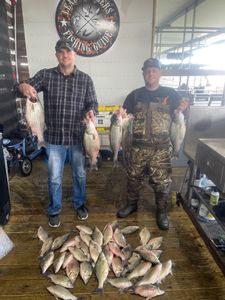 Striped bass, wiper, and white bass caught in TX