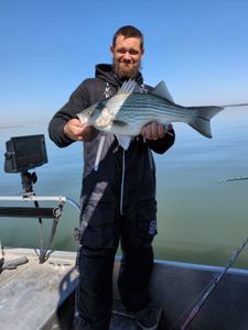 Wiper (Hybrid striped bass) caught by person in TX