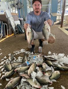 Three crappie fish caught while fishing in Forney
