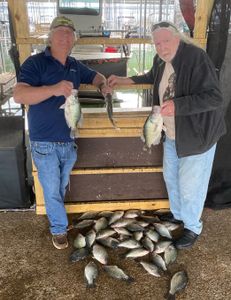 3 white crappie and crappie fish caught in Forney