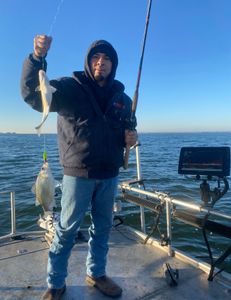 Two white bass fish caught in Forney