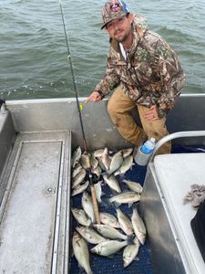 A White Bass fish caught in Forney