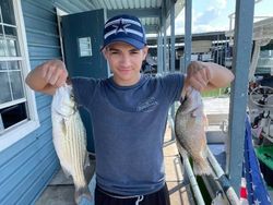 Two white bass fish caught in Forney