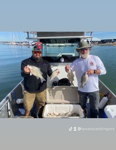 Four white bass fish caught in TX