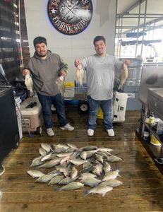 5 white bass fish caught in TX