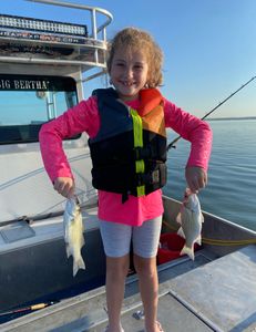 Two White Bass and Wiper (Hybrid striped bass) fish caught in Forney