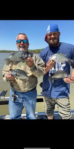 Four white crappie fish caught in TX