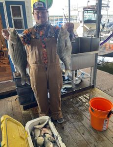 Two wiper (hybrid striped bass) fish caught near Forney
