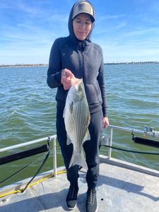 A single large wiper (hybrid striped bass) being held by a person in Forney