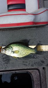 Crappie catch near Table Rock docks