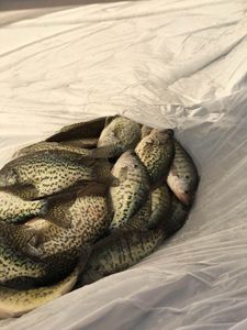 Crappie haul on Pomme de Terre