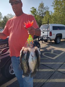 Two crappie fish caught while fishing in Missouri