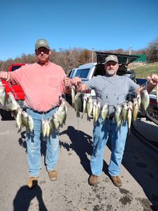 Three crappie, white crappie fish caught while fishing in Osage Beach