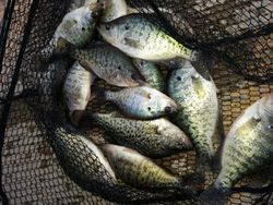 7 crappie fish caught while fishing in MO