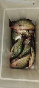 Two white crappie fish caught in MO