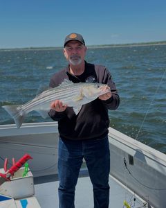 Striped bass caught while fishing in NJ