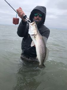 Speckled Trout, a Wader's Delight