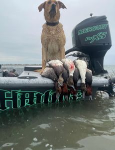 Texas waterfowl! Hunting with a local guide