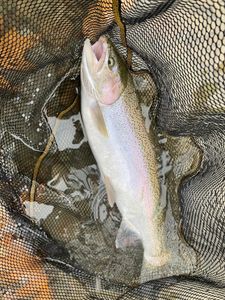 Steelhead fishing Erie  PA