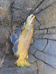 Rainbow trout fishing in Pennsylvania