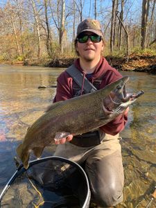 A single rainbow trout caught in West Springfield