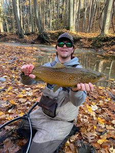 A single rainbow trout caught in West Springfield