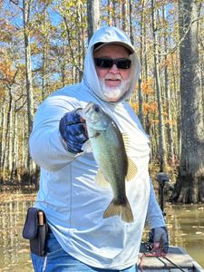 freshwater fish of Tennessee