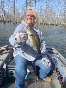 Landing a beautiful largemouth bass!