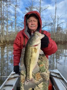 Reeling in a powerful Largemouth bass.