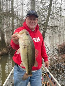 Largemouth beauty lurking beneath the surface.