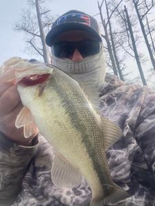 Reeled In TN, Finest Largemouth Bass