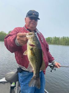 Largemouth Bass caught in Counce