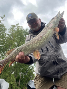 A Muskellunge fish caught in Counce