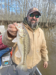 A single spotted bass fish caught in Counce