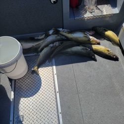 Fish-Species
