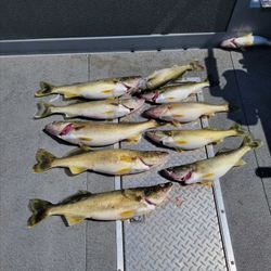 Fish-Species