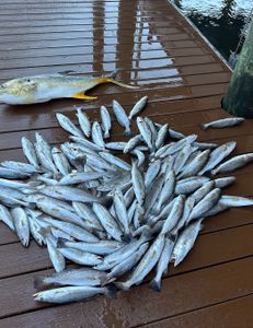 Magnificent African Pompano fish caught in Theriot