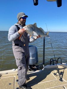 Angler catches black drum fish in LA