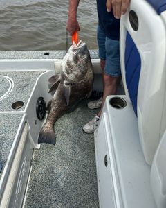 A black drum fish caught in LA