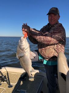 Black Drum fish caught while fishing in LA