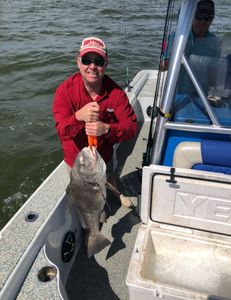 Caught a black drum fish in LA