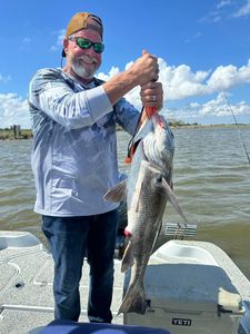 Angler with a big black drum fish caught in LA