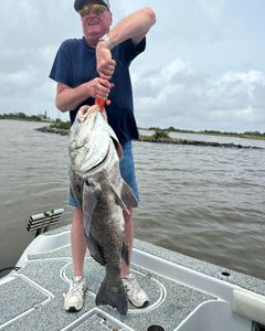 A black drum fish caught in LA