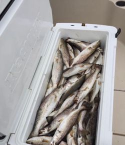 6 coho salmon and little tunny fish in LA